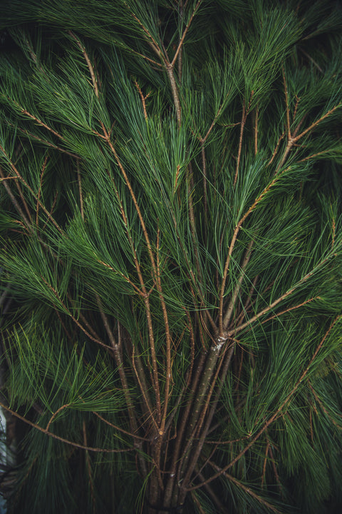 Cedarwood