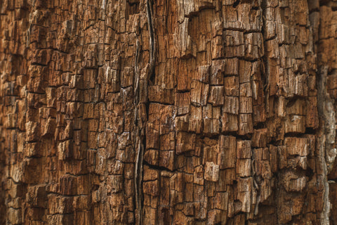 Agarwood