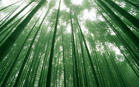 The Chinese Bamboo Tree