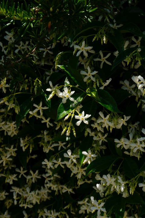 Jasmine